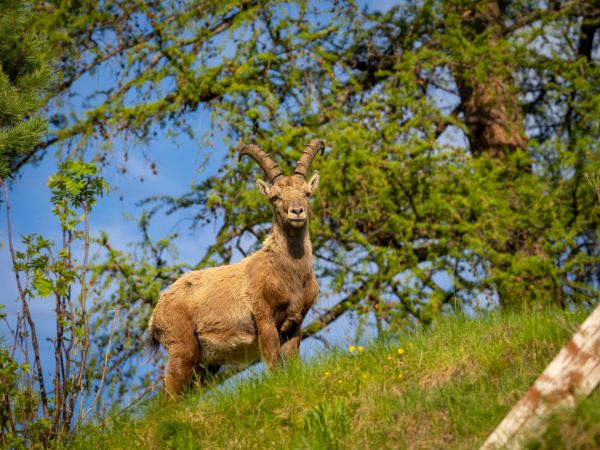 Approches révolutionnaires pour orchestrer une campagne puissante en protection de la faune locale